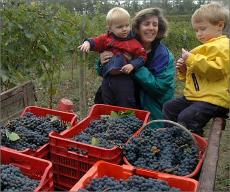 tuscany_grape_harvest